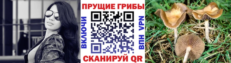 Псилоцибиновые грибы Psilocybine cubensis Чусовой